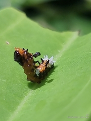 Papilio clytia