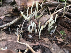 Clavaria