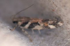 Aristotelia roseosuffusella