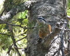 Sitta canadensis
