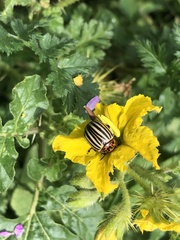 Leptinotarsa decemlineata