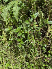 Melastoma denticulatum