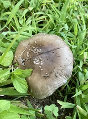 Amanita vaginata