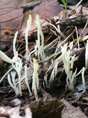 Clavaria