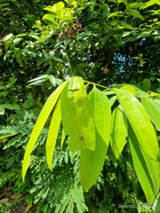 Papilio clytia