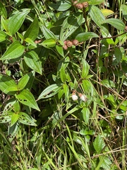 Melastoma denticulatum