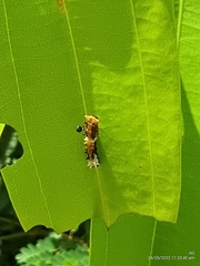 Papilio clytia