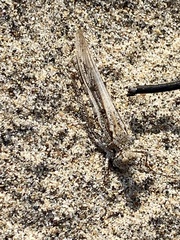 Trimerotropis maritima