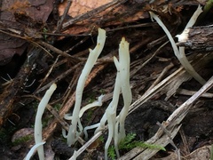 Clavaria