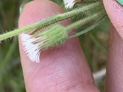 Erigeron lonchophyllus
