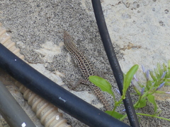 Podarcis siculus
