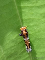 Papilio clytia