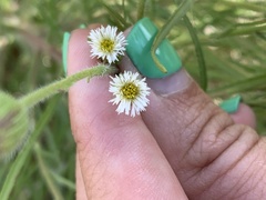 Erigeron lonchophyllus