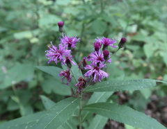 Vernonia gigantea