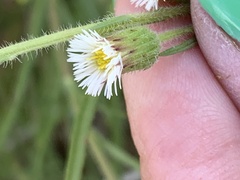 Erigeron lonchophyllus