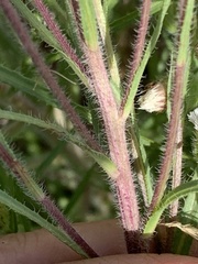 Erigeron lonchophyllus