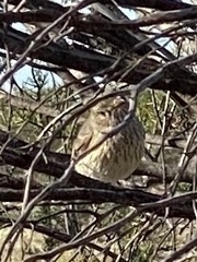 Pachycephala rufiventris