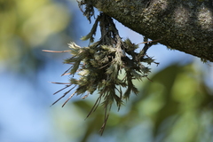 Tillandsia tricholepis