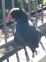 Porphyrio melanotus