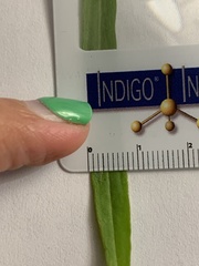 Erigeron lonchophyllus