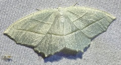 Campaea perlata