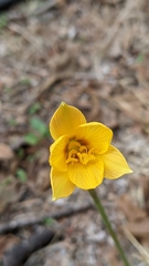 Zephyranthes tubispatha