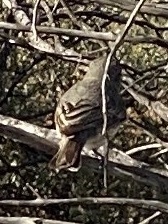 Pachycephala rufiventris