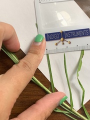 Erigeron lonchophyllus