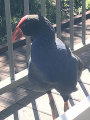 Porphyrio melanotus