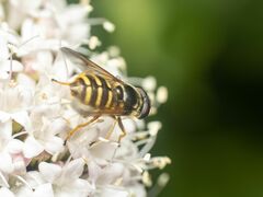 Sericomyia chalcopyga