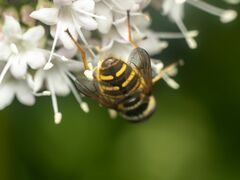 Sericomyia chalcopyga