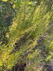 Agalinis tenuifolia