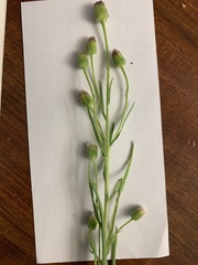 Erigeron lonchophyllus