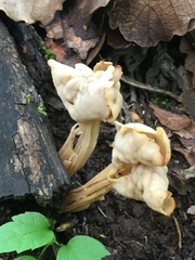 Helvella crispa