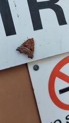 Scoliopteryx libatrix
