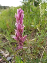 Castilleja raupii