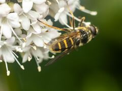 Sericomyia chalcopyga