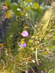 Agalinis tenuifolia
