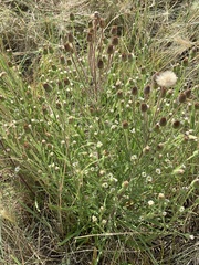 Erigeron lonchophyllus