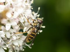 Sericomyia chalcopyga