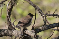 Turdus amaurochalinus