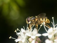 Sericomyia chalcopyga