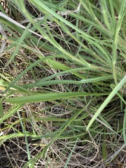 Erigeron lonchophyllus