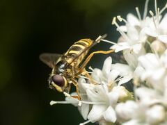 Sericomyia chalcopyga