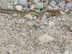 Masticophis bilineatus