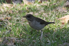 Turdus amaurochalinus