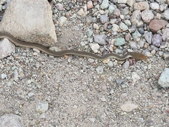 Masticophis bilineatus