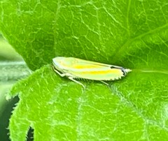 Graphocephala versuta