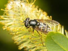 Sericomyia chalcopyga