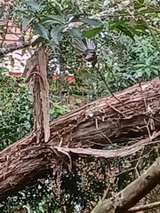 Rhipidura fuliginosa placabilis